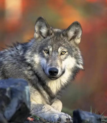 赤峰養(yǎng)狼大戶聯(lián)系電話號碼-第1張圖片