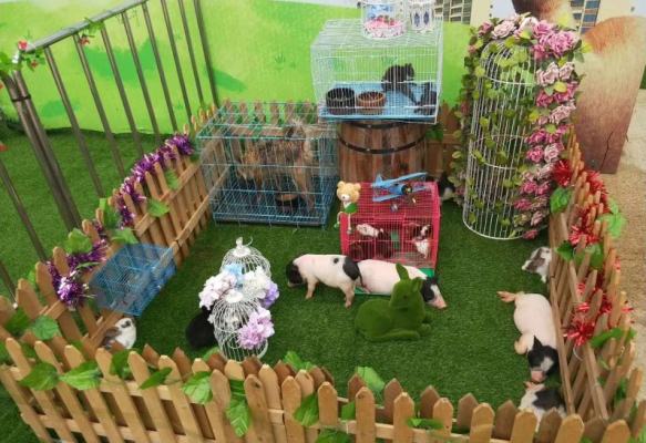 赤峰動(dòng)物租賃電話號(hào)碼查詢是多少-第1張圖片