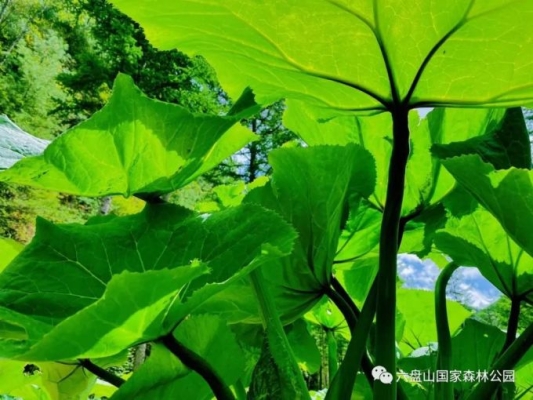 赤峰綠色森林健身房電話(huà)號(hào)碼-第1張圖片