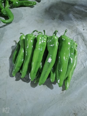 內(nèi)蒙赤峰辣椒收購(gòu)電話號(hào)碼是多少-第1張圖片