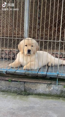 赤峰金毛俱樂部電話號碼多少-第1張圖片