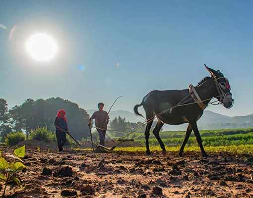 赤峰賣荷葉雞的地方電話號碼-第1張圖片
