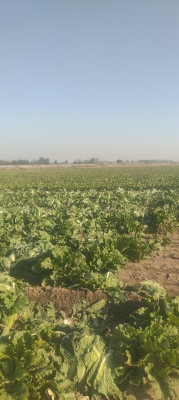 赤峰附近挖菜機(jī)出租電話號碼-第1張圖片