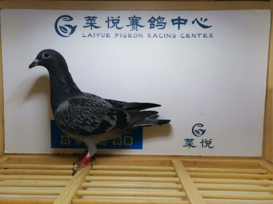 赤峰步行街麒麟社區(qū)電話(huà)號(hào)碼-第1張圖片