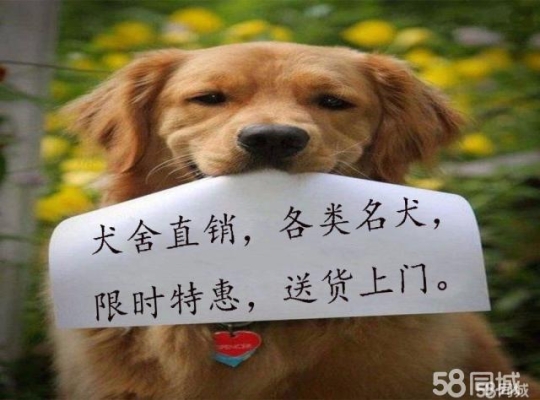 赤峰好運(yùn)犬業(yè)電話號碼查詢-第1張圖片