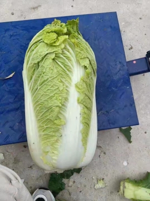 赤峰收干白菜的電話地址是多少-第1張圖片