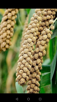 赤峰驢蹄批發(fā)電話地址查詢-第1張圖片