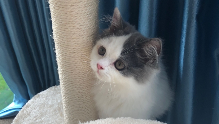 赤峰如意貓舍電話多少號(hào)-第1張圖片