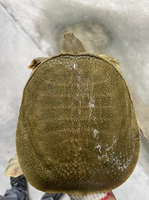 赤峰賣活甲魚的電話號(hào)碼-第1張圖片