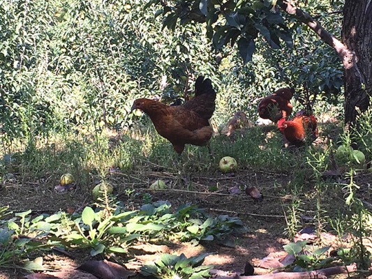 赤峰土雞孵化場地址電話號(hào)碼-第1張圖片