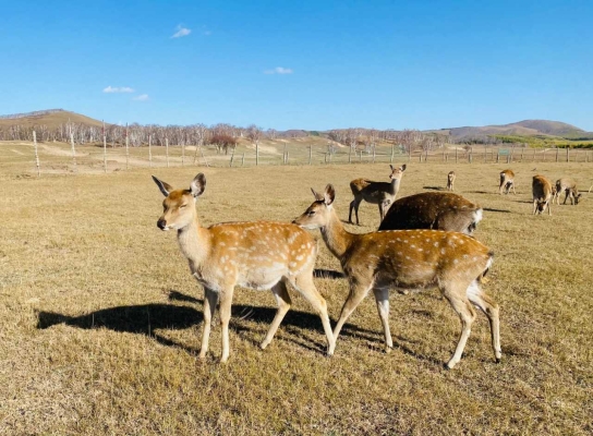 烏蘭布統(tǒng)到赤峰班車電話-第1張圖片