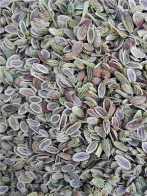 內(nèi)蒙赤峰藥材種子購銷電話號(hào)碼-第1張圖片