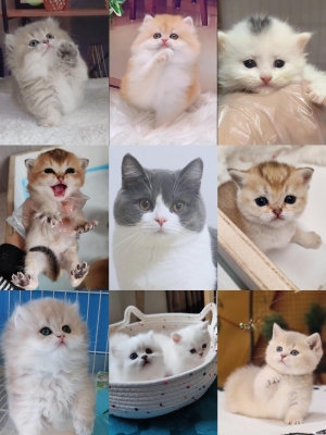 赤峰國旅寵物批發(fā)電話號碼-第1張圖片