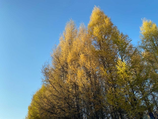 赤峰楊樹營站電話號(hào)碼查詢-第1張圖片