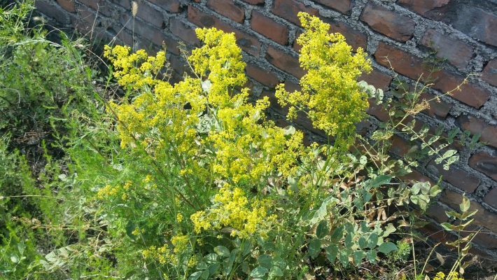 赤峰敖漢油渣廠電話地址是多少-第1張圖片