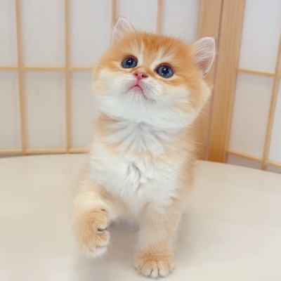 赤峰個人售貓電話號碼是多少-第1張圖片