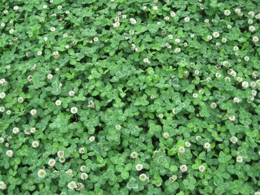 赤峰天幫草業(yè)銷售處電話號碼-第1張圖片