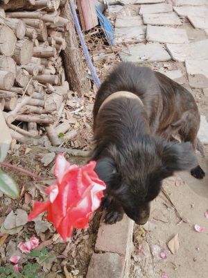 赤峰松山區(qū)黑子社區(qū)電話是多少-第1張圖片
