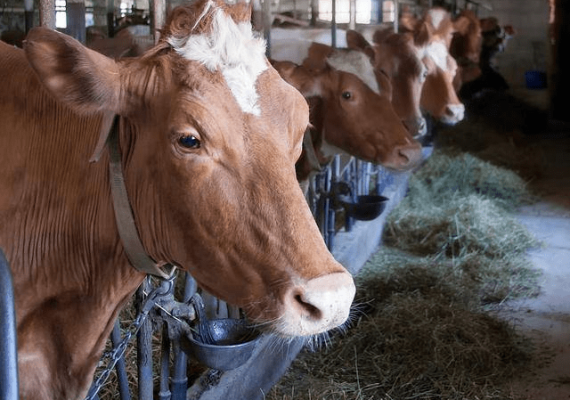 赤峰牛販子聯(lián)系方式電話號(hào)碼-第1張圖片