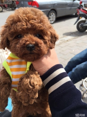 赤峰賣狗地方電話多少號-第1張圖片