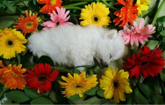 赤峰寵物火化服務(wù)公司電話號(hào)碼-第1張圖片