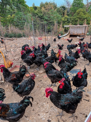 赤峰活禽配貨站大全電話號碼-第1張圖片