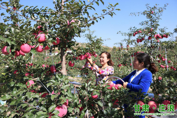 赤峰蘋果采摘廠電話號(hào)碼查詢-第1張圖片