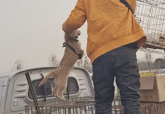 赤峰狗肉販子電話多少號-第1張圖片