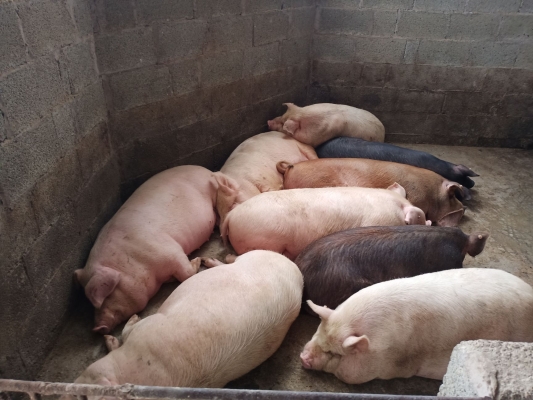 赤峰福鑫源豬肉店電話號碼-第1張圖片