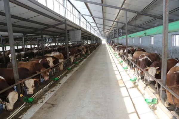 赤峰羊養(yǎng)殖廠(chǎng)家電話(huà)號(hào)碼-第1張圖片