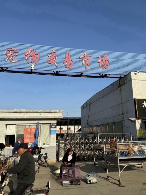 赤峰狗市賣貓的電話號碼-第1張圖片