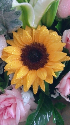 赤峰靜涵鮮花批發(fā)電話號(hào)碼-第1張圖片