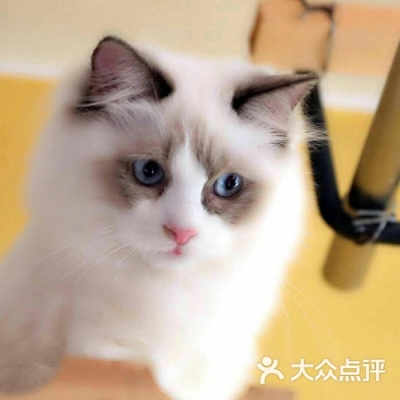 赤峰機(jī)場(chǎng)寵物店電話號(hào)碼-第1張圖片