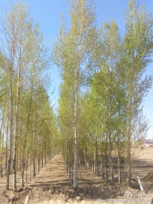 赤峰買賣楊樹介紹人電話號(hào)碼-第1張圖片