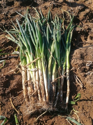 赤峰出售大鵝的地方電話號碼-第1張圖片