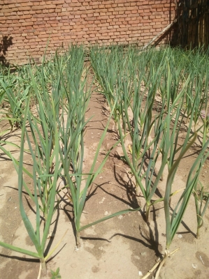 赤峰寧城種植戶電話是多少號(hào)-第1張圖片