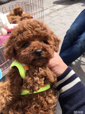 赤峰狗狗收養(yǎng)電話地址是多少號-第1張圖片