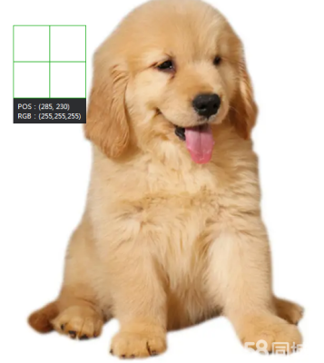 赤峰狗狗造型團(tuán)購(gòu)電話地址查詢-第1張圖片