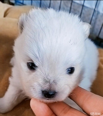 赤峰寵物招領(lǐng)啟事電話號碼查詢-第1張圖片