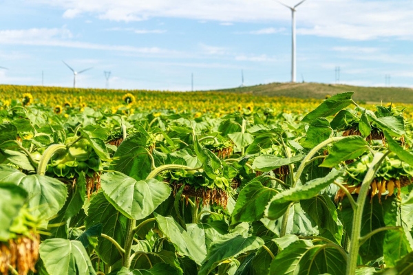 赤峰冰糖供應(yīng)商電話地址查詢-第1張圖片