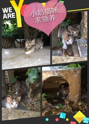 赤峰奶貓領(lǐng)養(yǎng)電話號碼查詢-第1張圖片