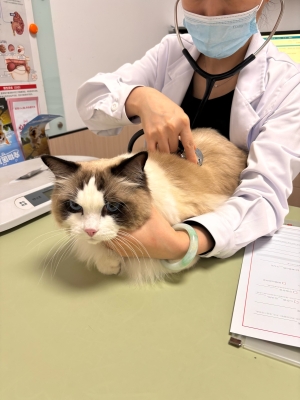 赤峰林西寵物醫(yī)院電話號碼-第1張圖片