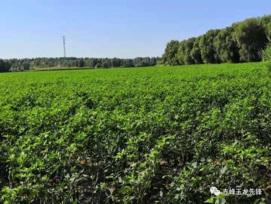 赤峰收舊木頭電話號(hào)碼多少-第1張圖片