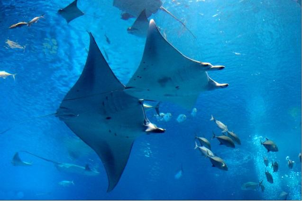 赤峰新海洋生活館電話號(hào)碼-第1張圖片