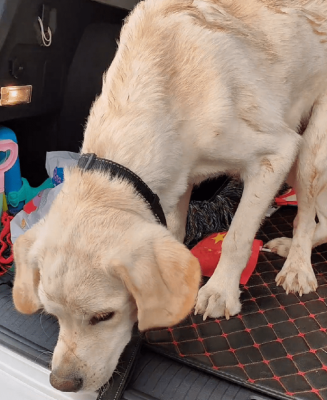 赤峰上門收狗狗電話多少號-第1張圖片