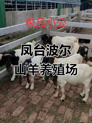 赤峰周邊山羊養(yǎng)殖場電話號碼-第1張圖片