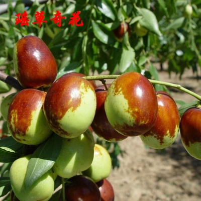 赤峰附近大棗種植基地電話號(hào)碼-第1張圖片