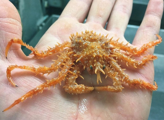 赤峰摩爾海洋樂園電話多少號-第1張圖片