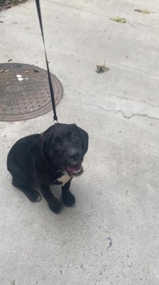 赤峰新城區(qū)丟狗電話號(hào)碼-第1張圖片