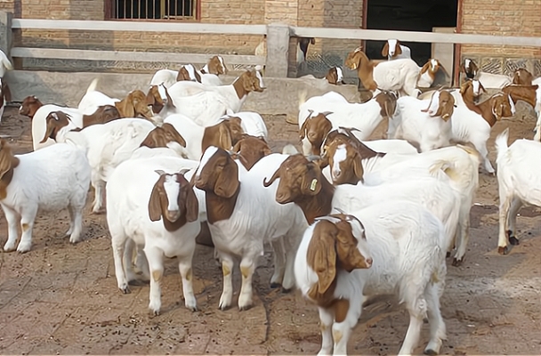 赤峰牛犢收售地址電話查詢號(hào)碼-第1張圖片